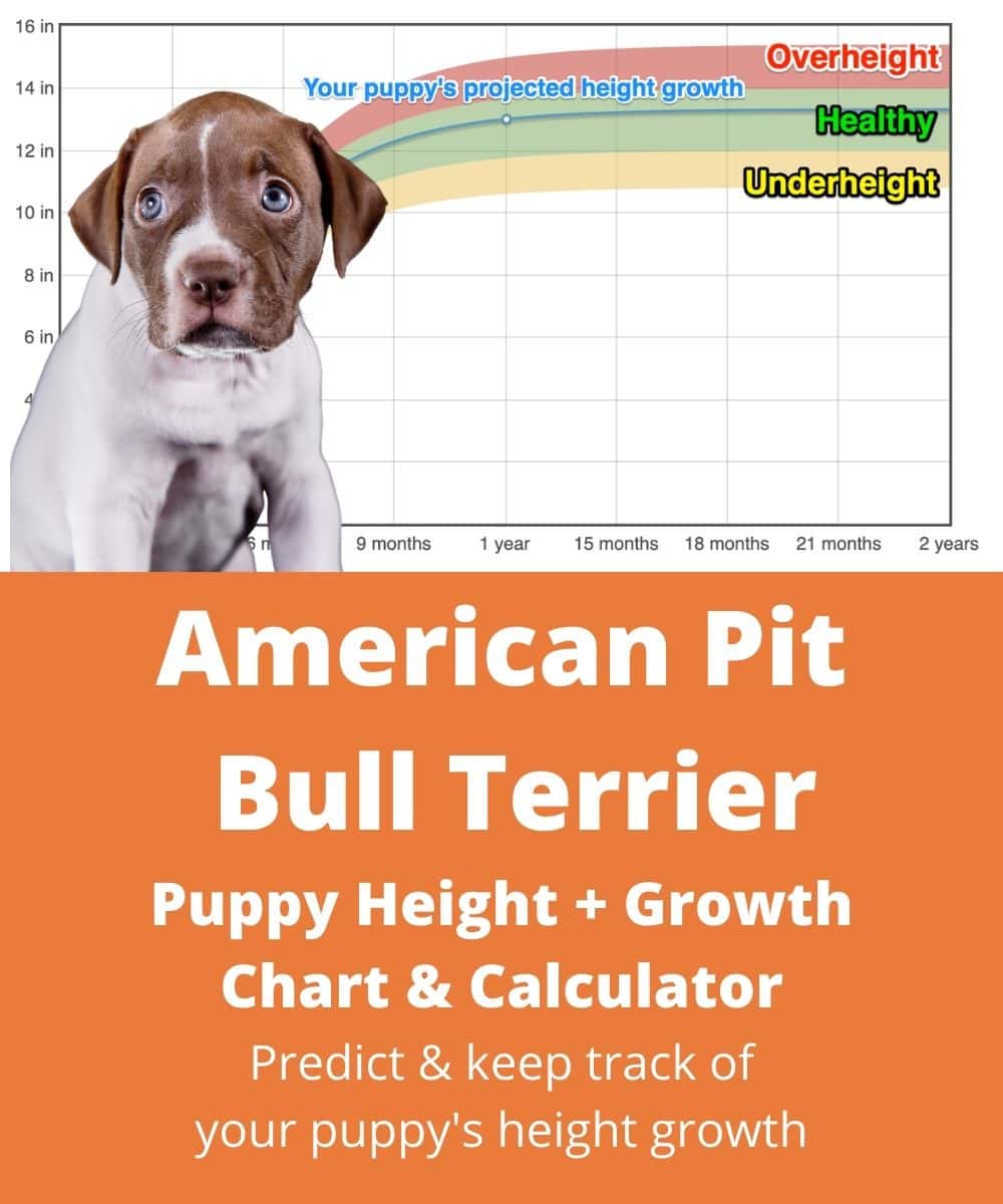 american-pit-bull-terrier Puppy height Growth Chart american-pit-bull-terrier Puppy height Growth Chart